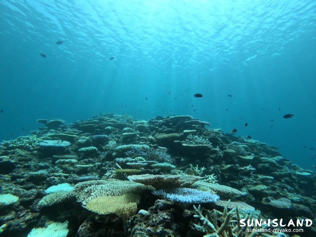 イーストコーラル1