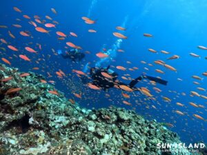 アカネハナゴイの群れ