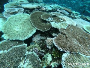 サバ沖アウトリーフ2