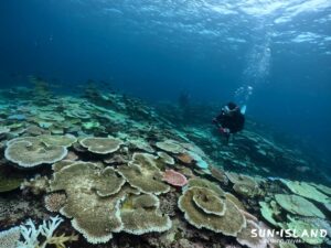 サバ沖合うトリーフのキレイなサンゴ