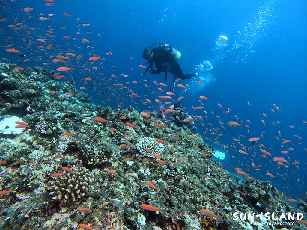『ハナダイの根』に群がるアカネハナゴイ