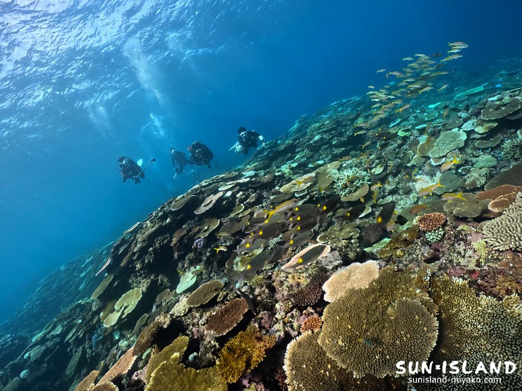 サンゴがキレイな『サバ沖アウトリーフ』