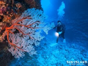 グーニーズケーブを抜けた後に目にするイソバナ