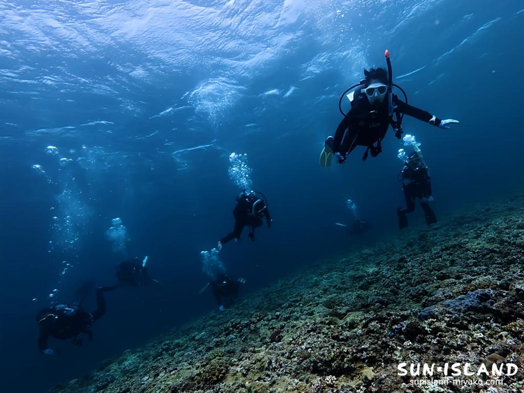 本日の『ボートダイビング』ツアーの水中の様子
