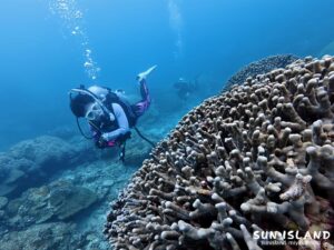 中の島湾内に広がるユビエダハマサンゴの群生