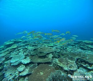 サバ沖アウトリーフ