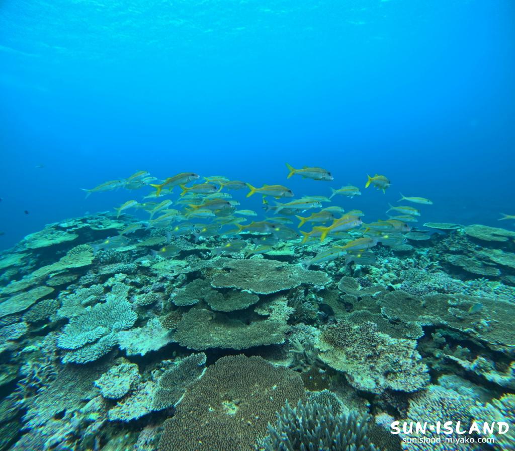 サバ沖アウトリーフ
