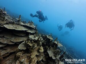 パラオハマサンゴ