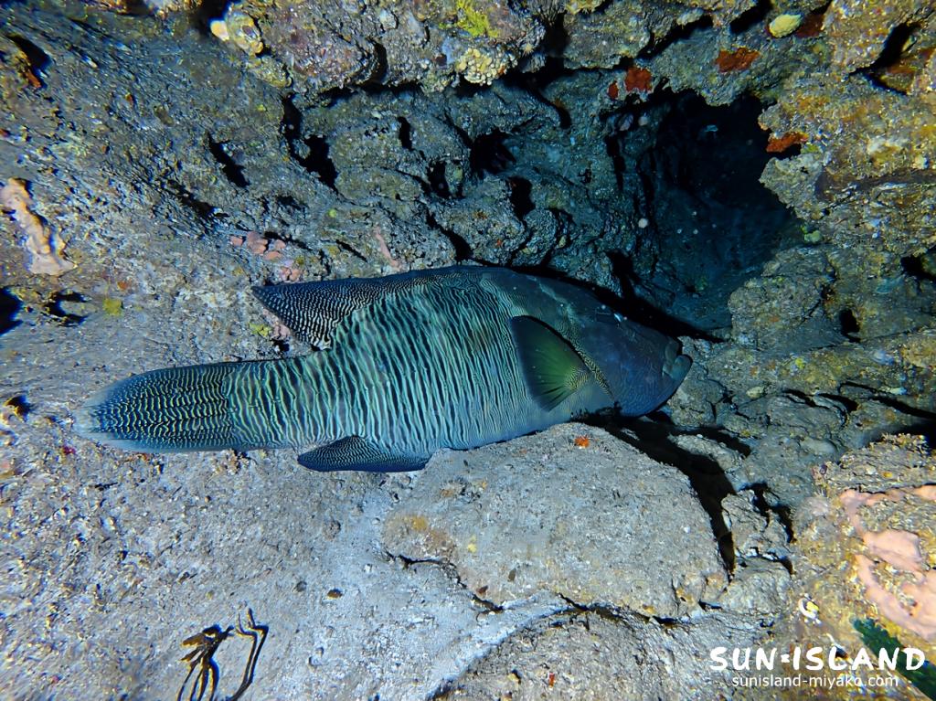 メガネモチノウオ