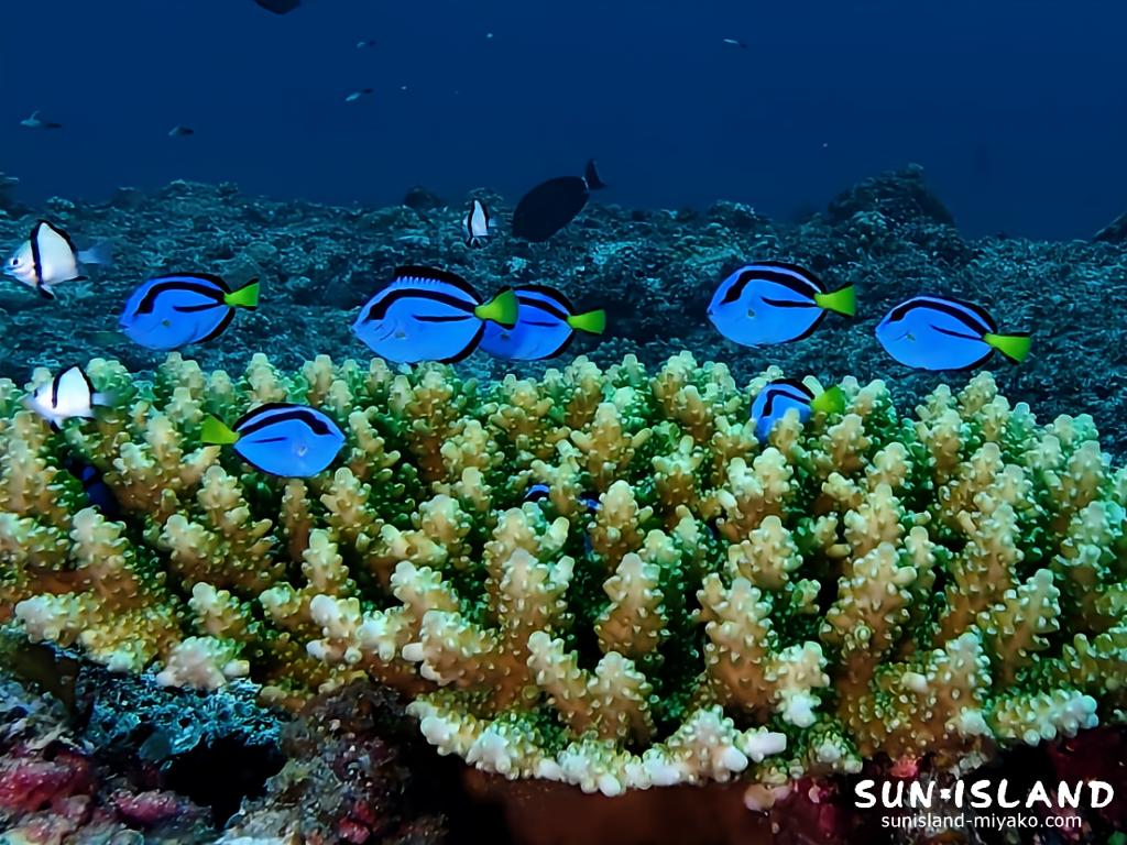 ナンヨウハギのちび