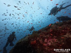 ハナダイの群れ