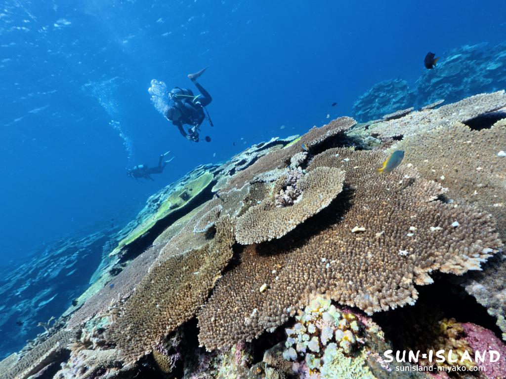 ダイビングスポット『サバ沖アウトリーフ』