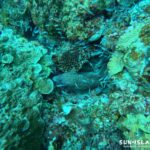 クリスタルパーク ニセゴイシウツボ スカシテンジクダイ