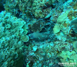 クリスタルパーク ニセゴイシウツボ スカシテンジクダイ