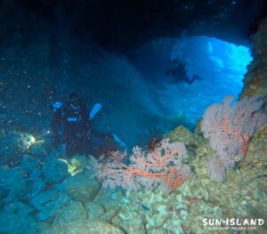 魔女の部屋 イソバナ