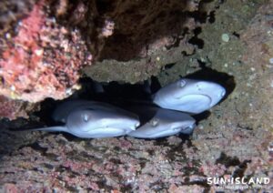 中の島チャネルの穴にひそむネムリブカ