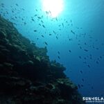 ムイガー ハナゴイたちの群れ