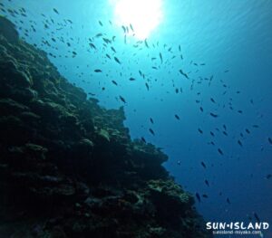 ムイガー ハナゴイたちの群れ