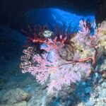 水中ライトの有無による色彩の違い（宮古島のイソバナ）