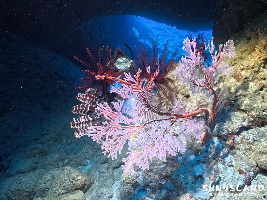 水中ライトの有無による色彩の違い（宮古島のイソバナ）