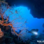 宮古島 ダイビング 魔女の部屋のイソバナの赤と透き通る青のコントラスト