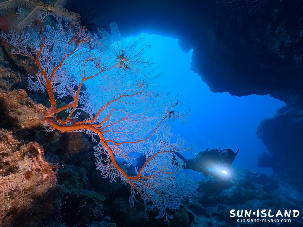 宮古島 ダイビング 魔女の部屋のイソバナの赤と透き通る青のコントラスト