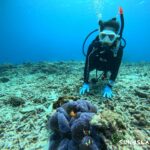 牧山展望台下 青いイソギンチャクに住むカクレクマノミ