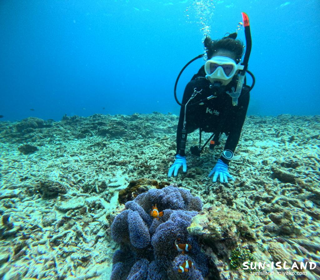 牧山展望台下 青いイソギンチャクに住むカクレクマノミ