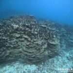 パラオハマサンゴの群生