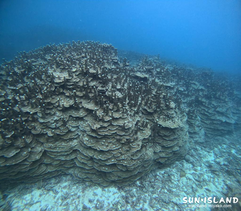 パラオハマサンゴの群生