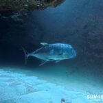 古島ダイビング ロウニンアジ GT ムーンライトホール 洞窟 大物 下地島