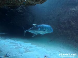 古島ダイビング ロウニンアジ GT ムーンライトホール 洞窟 大物 下地島