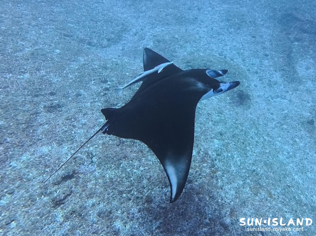 宮古島ダイビング マンタ ナンヨウマンタ 伊良部島 水深30m 突然出現